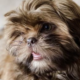 Shih Tzu Puppies from Majestic M Shihtzu’s