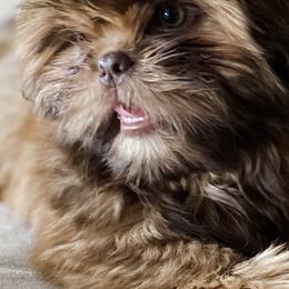 Shih Tzu Puppies from Majestic M Shihtzu’s