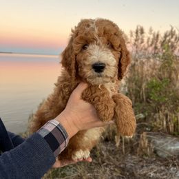 Poodle Puppies from Leaning T Ranch