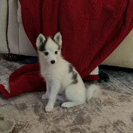 Male 1 - Black and white male Pomsky puppy in Leesburg, Virginia from Capital Pomsky
