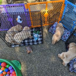 Golden Retriever Puppies from Sola Mae's Goldens