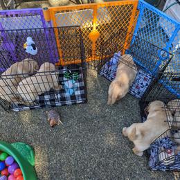 Golden Retriever Puppies from Sola Mae's Goldens