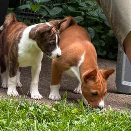 Basenji Puppies from Haus Annandael Basenjis
