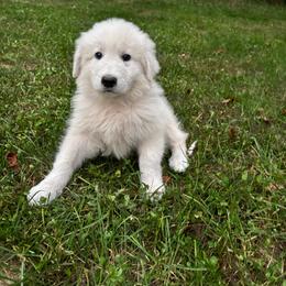 Romania - purple collar girl - White female Maremma Sheepdog puppy in Kalamazoo, Michigan from Wild at Farm