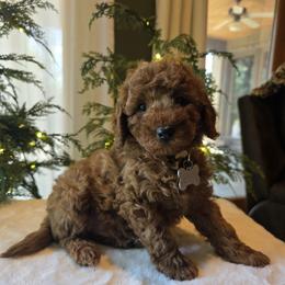 White collar joey - Red  male Goldendoodle puppy in Bristol, Tennessee from 4goldendoodles