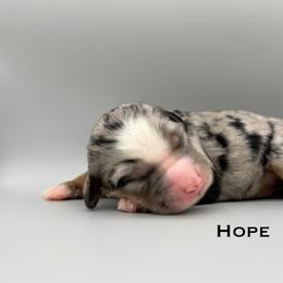 Hope - female Australian Mountain Doodle puppy in Chattanooga, Tennessee from River City Doodles TN