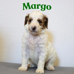 Margo - Parti female Goldendoodle puppy in College Station, Texas from Em & El Doodles
