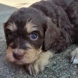 Teddy - Chocolate female Cavapoo puppy in Auburn, California from Gold Country Doodles