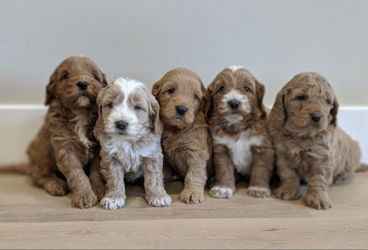 Nebo View Paws in Utah Goldendoodle puppies Good Dog