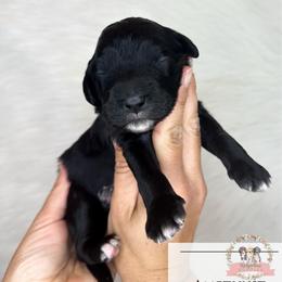Amethyst - Black and white female Aussiedoodle puppy in Corydon, Indiana from Ridgeline Doodles
