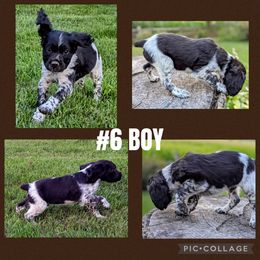 Boy 2 - Black and white male French Brittany puppy in Reedsburg, Wisconsin from Winterdream Kennel