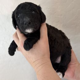 Barkley - Black male Goldendoodle puppy in Surprise, Arizona from Arizona West Valley Goldendoodles