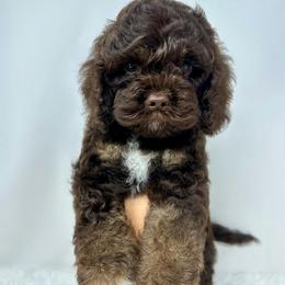 Light blue collar boy - Brown and tan male Cockapoo puppy in Oologah, Oklahoma from Timber Hills Poodles and Doodles