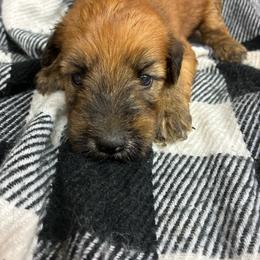 Rafiki - Wheaten male Soft Coated Wheaten Terrier puppy in Nokomis, Illinois from Windhill Wheatens