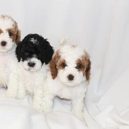Bernedoodle, Cavapoo, and Poodle Puppies from Liberty Farms Puppies