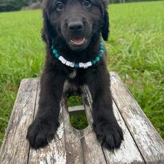 Beast - male Golden Mountain Doodle puppy in Benton, Arkansas from B&K Doodles, LLC
