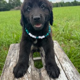 Beast - male Golden Mountain Doodle puppy in Benton, Arkansas from B&K Doodles, LLC