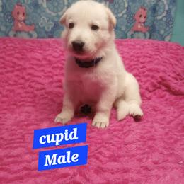 Cupid (Blue) - White male German Shepherd puppy in Bedias, Texas from TiPi S Ranch's German Shepherds