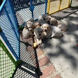 Labrador Retriever Puppies from Red Barn Family Labs