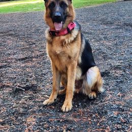 Belle - German Shepherd