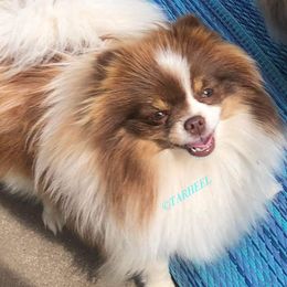Amari - Pomeranian