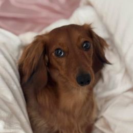 Dachshund and Golden Retriever All Grown Up from 50 shades of dachshund