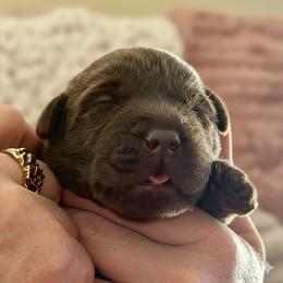 Chocolate Girl 1 - Chocolate female Labrador Retriever puppy in Malabar, Florida from Mythic Labradors, LLC