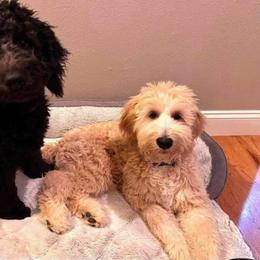 Goldendoodle Puppies from Welch’s Goldendoodles