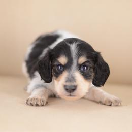 Ryken -- FULL AKC cream - Piebald male Dachshund puppy in Neosho, Missouri from A Walk In The Park