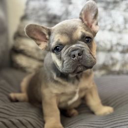 French Bulldog puppies from Cert. Frenchies