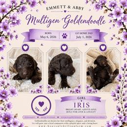 9. IRIS - PURPLE COLLAR GIRL - Chocolate female Goldendoodle puppy in Charlo, Montana from Heavenly Hilltop Farm