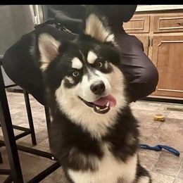Shaddix - Pomsky