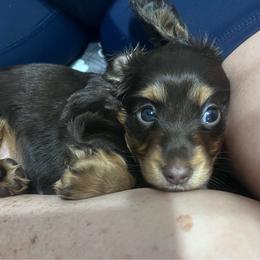 Aurora - Chocolate and tan female Dachshund puppy in Pleasant Garden, North Carolina from Milky Way Miniature Dachshunds