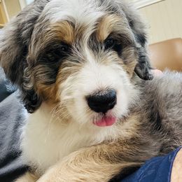 Bernedoodle, Cavapoo, and Goldendoodle Puppies from Royal doodles of Florida