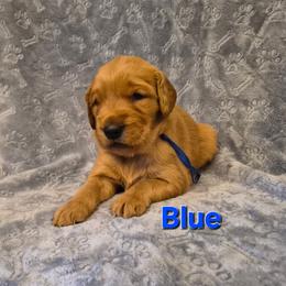 Blue - Dark golden male Golden Retriever puppy in Taft, Tennessee from McGraw's Fetching Pups