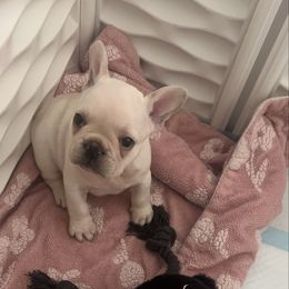 Cream boy - Cream male French Bulldog puppy in Galt, California from The three little frenchies