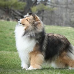 Shetland Sheepdogs from Cathance Shetland Sheepdogs