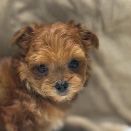 Razor - Sable male Yorkipoo puppy in Oakland, Kentucky from Imperial Dogs