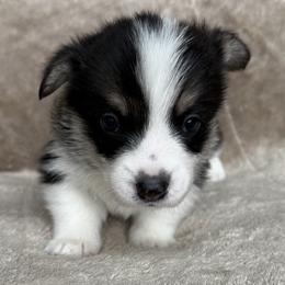 Bun - Black and tan male Pembroke Welsh Corgi puppy in Colbert, Washington from Siclair Crowns Corgis