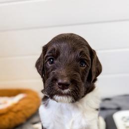 Goldendoodle Puppies from The W Doods
