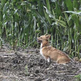 Dilly - Pembroke Welsh Corgi