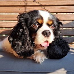 Josie - Cavalier King Charles Spaniel