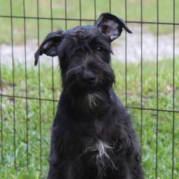 Scarlet - Black female Miniature Schnauzer puppy in Spring Hill, Florida from Suncoast Miniature Schnauzers