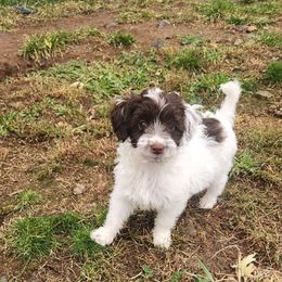 Willie - Brown and white male Cockapoo puppy in Ellensburg, Washington from Dawn to Dusk Cockapoos