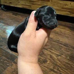 Green collar - Brindle male Dachshund puppy in Onalaska, Washington from FairyTail Dachshunds