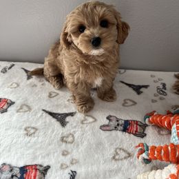 Lily - Cream female Maltipoo puppy in Fife, Washington from Joyful Pups