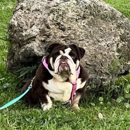 Bulldogs and French Bulldogs from Bulldog Chronicles