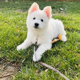 Berger Blanc Suisse Puppies from Moonlight Berger Blanc Suisses