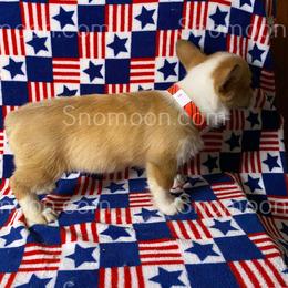 Red Stripe - Red female Miniature Pinscher puppy in Eaton, New York from Snomoon Miniature Pinschers  & Pembroke Welsh Corgi