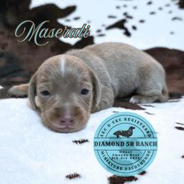 MASERATI - Fawn (isabella) and tan male Dachshund puppy in Columbia, Louisiana from Diamond 5R Ranch AKC & CKC Miniature Dachshunds